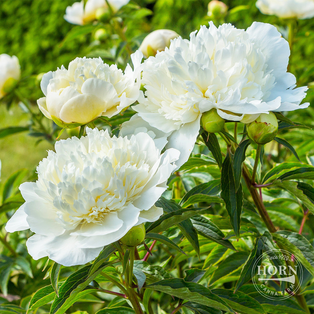 Duchesse de Nemours Peony Flower Bulbs