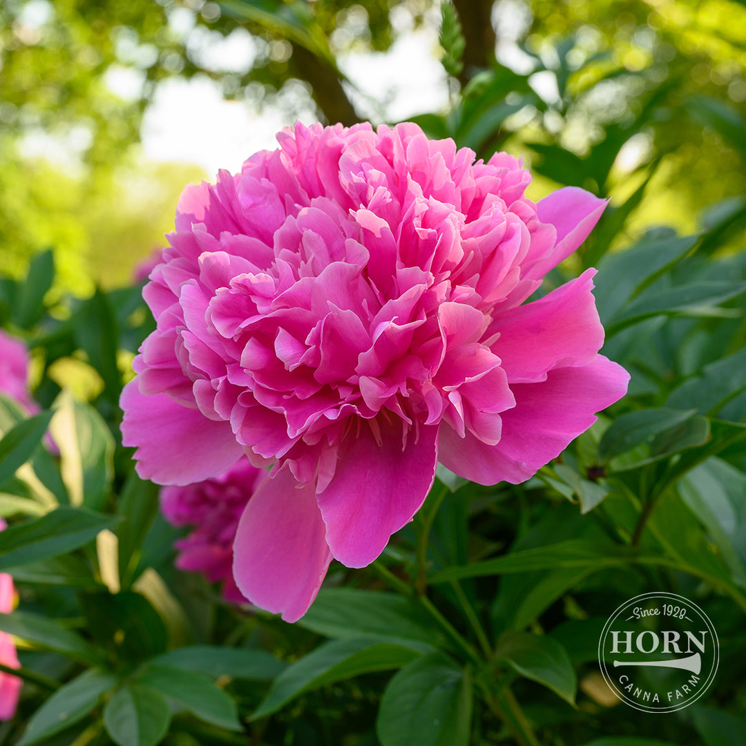 Edulis Superba Peony Flower Bulbs