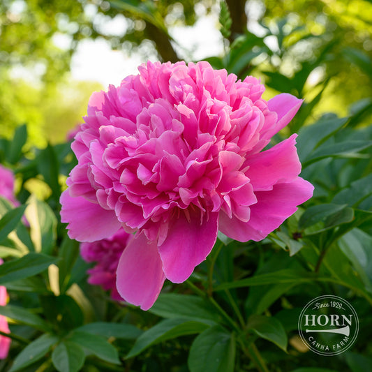 Edulis Superba Peony Flower Bulbs
