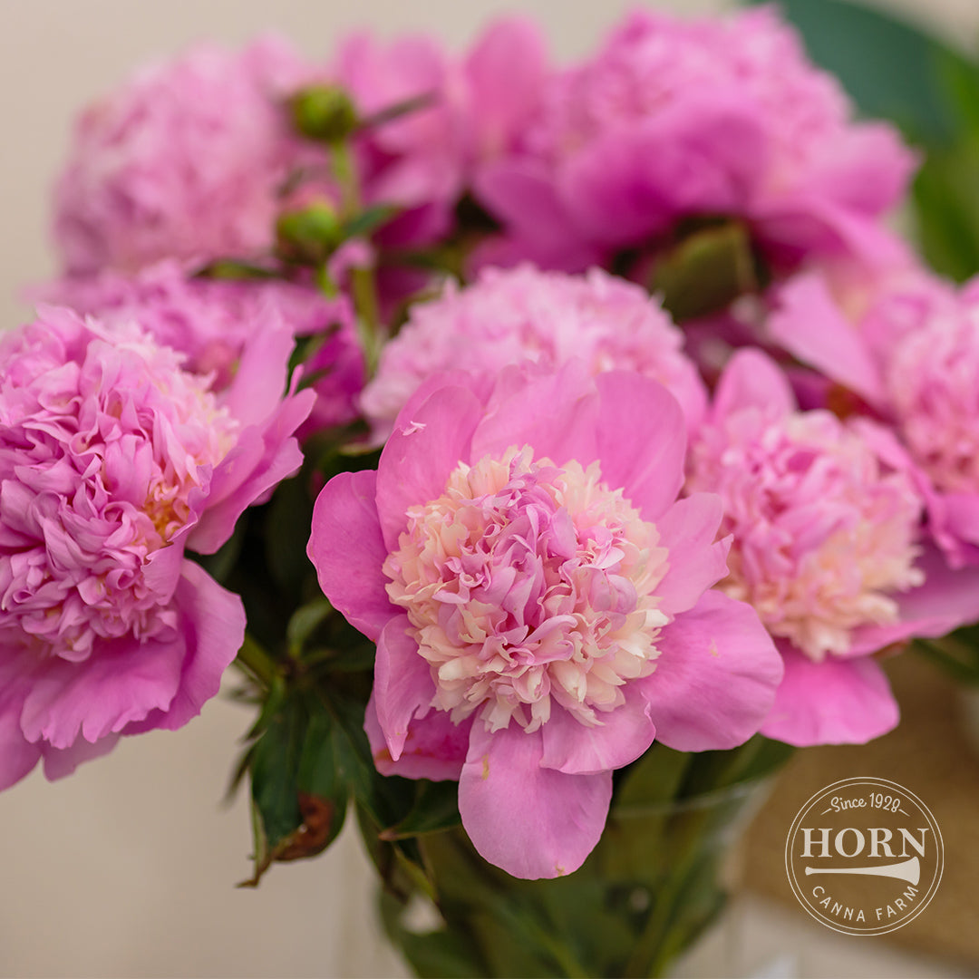 Edulis Superba Peony Flower Bulbs