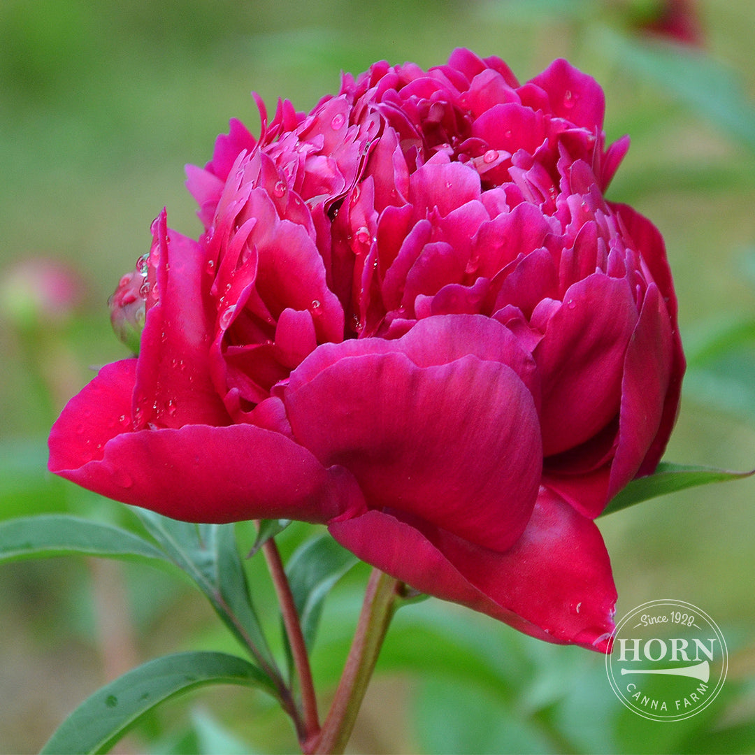 Felix Supreme Peony Flower Bulbs