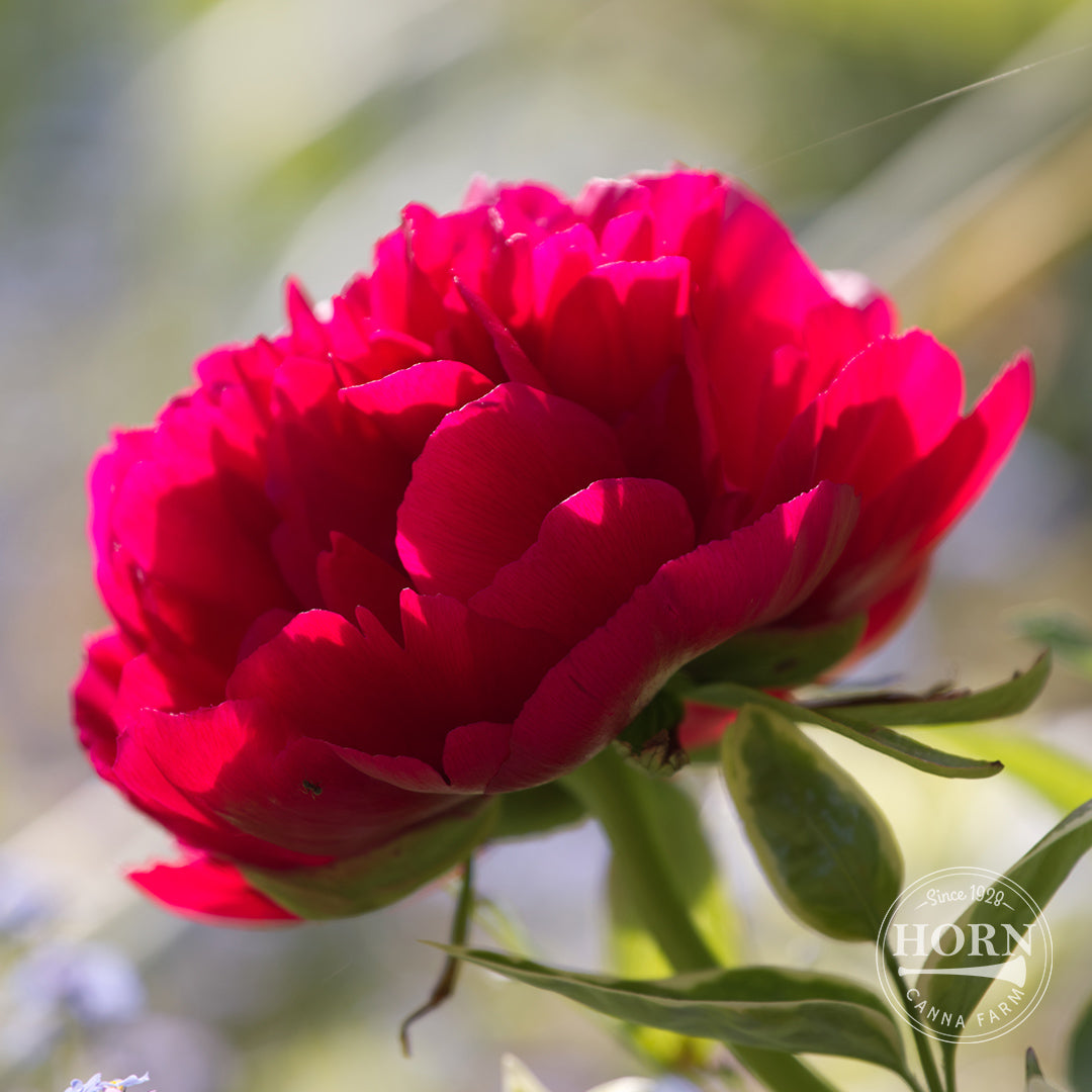 Felix Supreme Peony Flower Bulbs