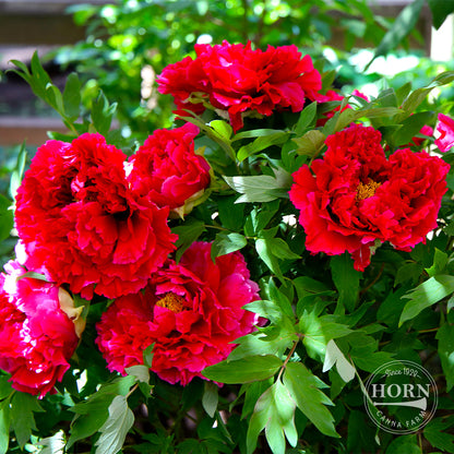 Japanese Red Peony Flower Bulbs