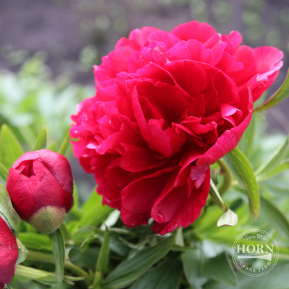 Japanese Red Peony Flower Bulbs