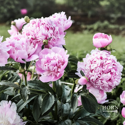 Mons Jules Elie Peony Flower Bulbs
