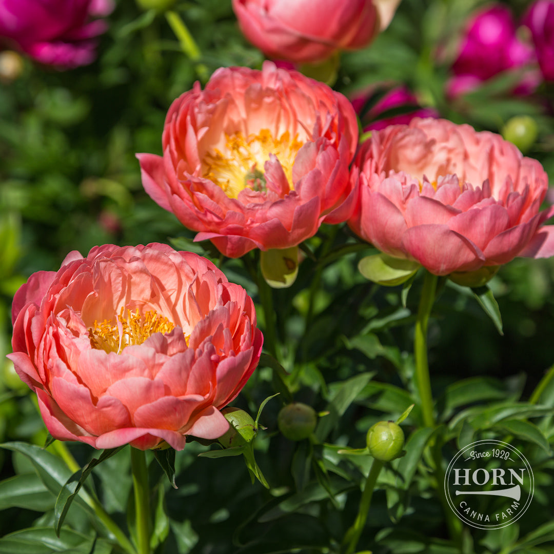 Pink Hawaiian Coral Peony Flower Bulbs