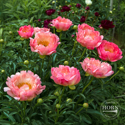 Pink Hawaiian Coral Peony Flower Bulbs