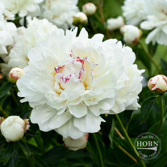 Festiva Maxima Peony Flower Bulbs