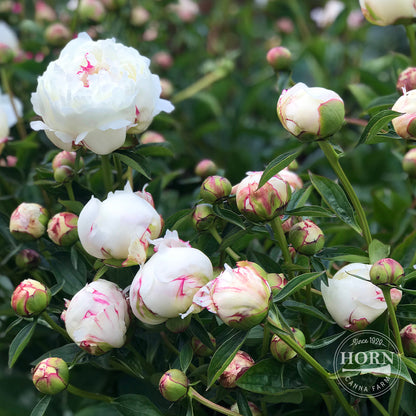 Festiva Maxima Peony Flower Bulbs