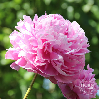 Sarah Bernhardt Peony Flower Bulbs