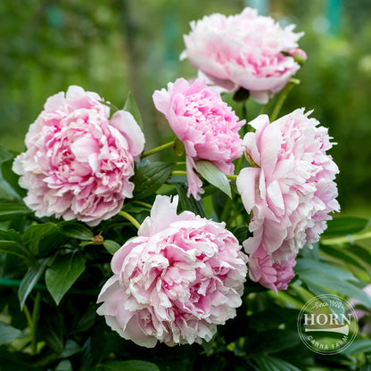 Sarah Bernhardt Peony Flower Bulbs
