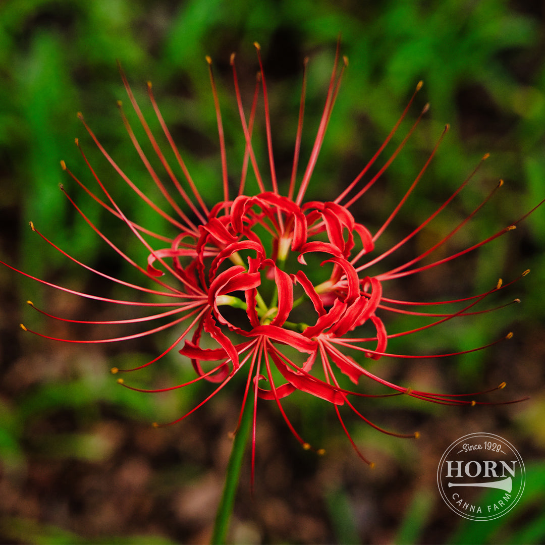 Lycoris Radiata Flower Bulbs