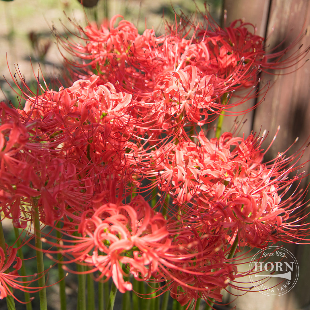 Lycoris Radiata Flower Bulbs