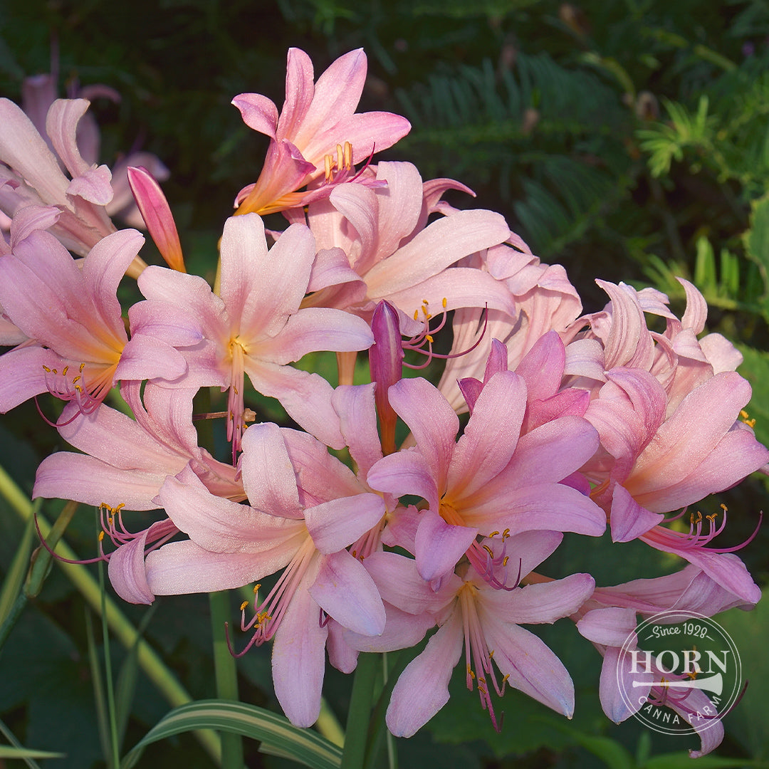 Lycoris Squamigera Flower Bulbs