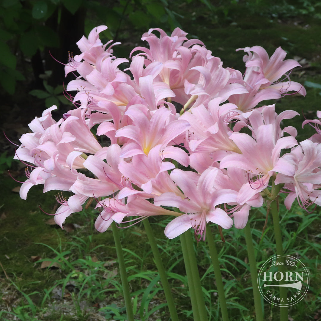 Lycoris Squamigera Flower Bulbs