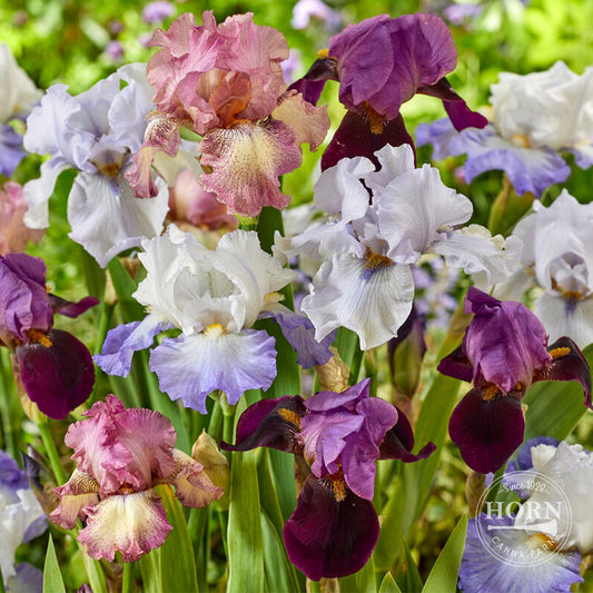 Bearded Iris Mix Reblooming Flower Bulbs (5-Pack)
