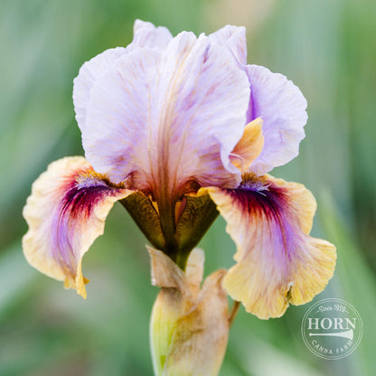 Creative Art Reblooming Bearded Iris Flower Bulbs