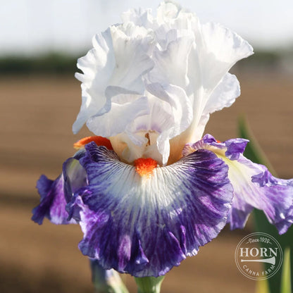 Gypsy Lord Reblooming Bearded Iris Flower Bulbs