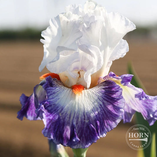 Gypsy Lord Reblooming Bearded Iris Flower Bulbs