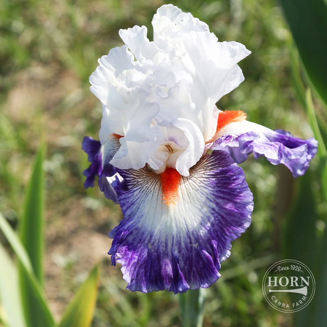 Gypsy Lord Reblooming Bearded Iris Flower Bulbs