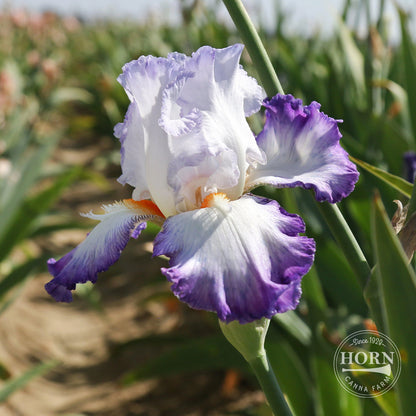 Gypsy Lord Reblooming Bearded Iris Flower Bulbs