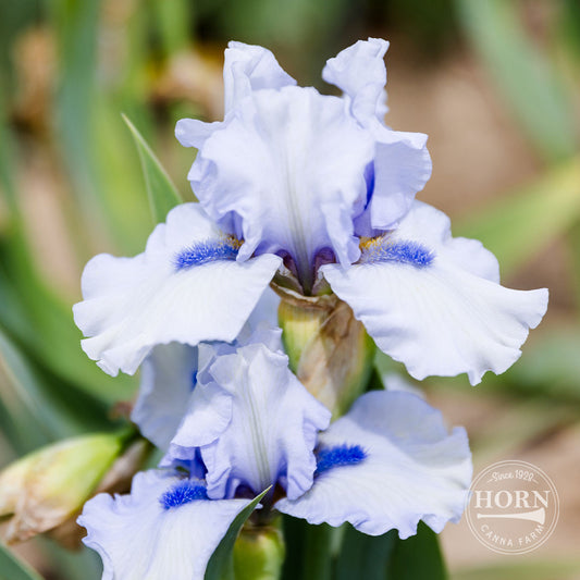 Frosty Spirit Reblooming Bearded Iris Flower Bulbs