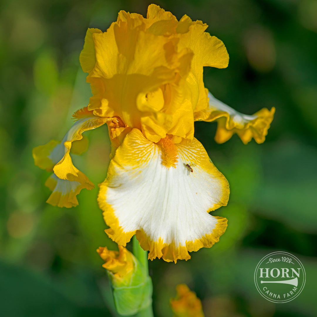 Calypso Light Reblooming Bearded Iris Flower Bulbs