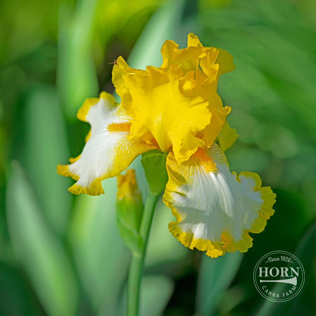 Calypso Light Reblooming Bearded Iris Flower Bulbs