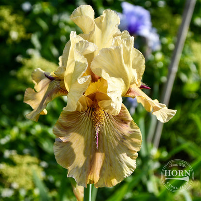 Sandthorn Reblooming Bearded Iris Flower Bulbs