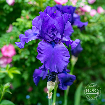 Double Overtime Reblooming Bearded Iris Flower Bulbs