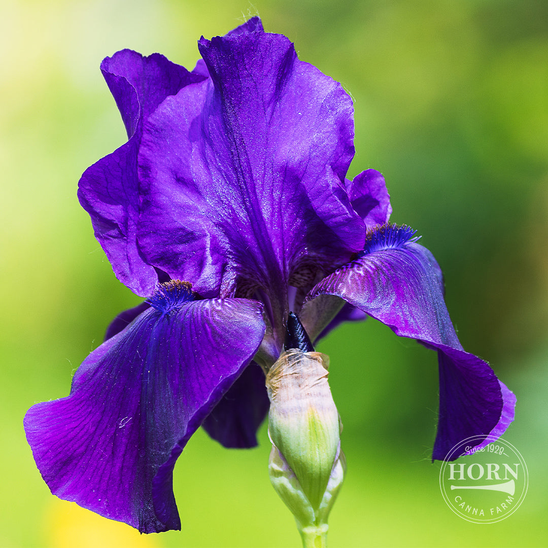 Double Overtime Reblooming Bearded Iris Flower Bulbs