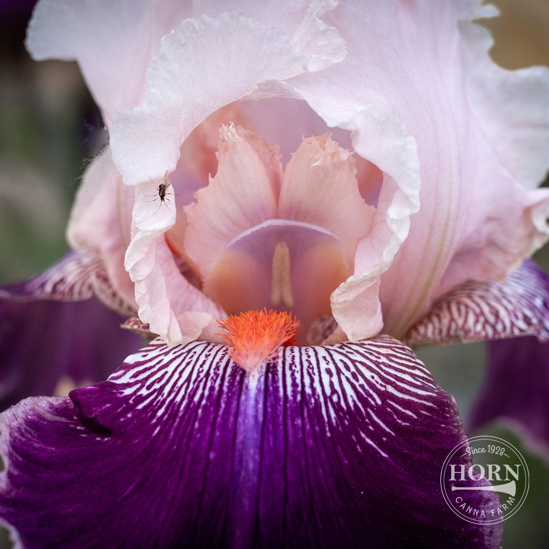 Sea of Darkness Reblooming Bearded Iris Flower Bulbs