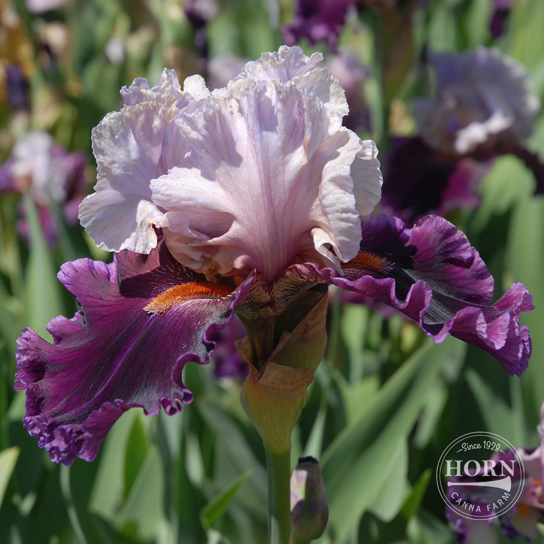 Sea of Darkness Reblooming Bearded Iris Flower Bulbs