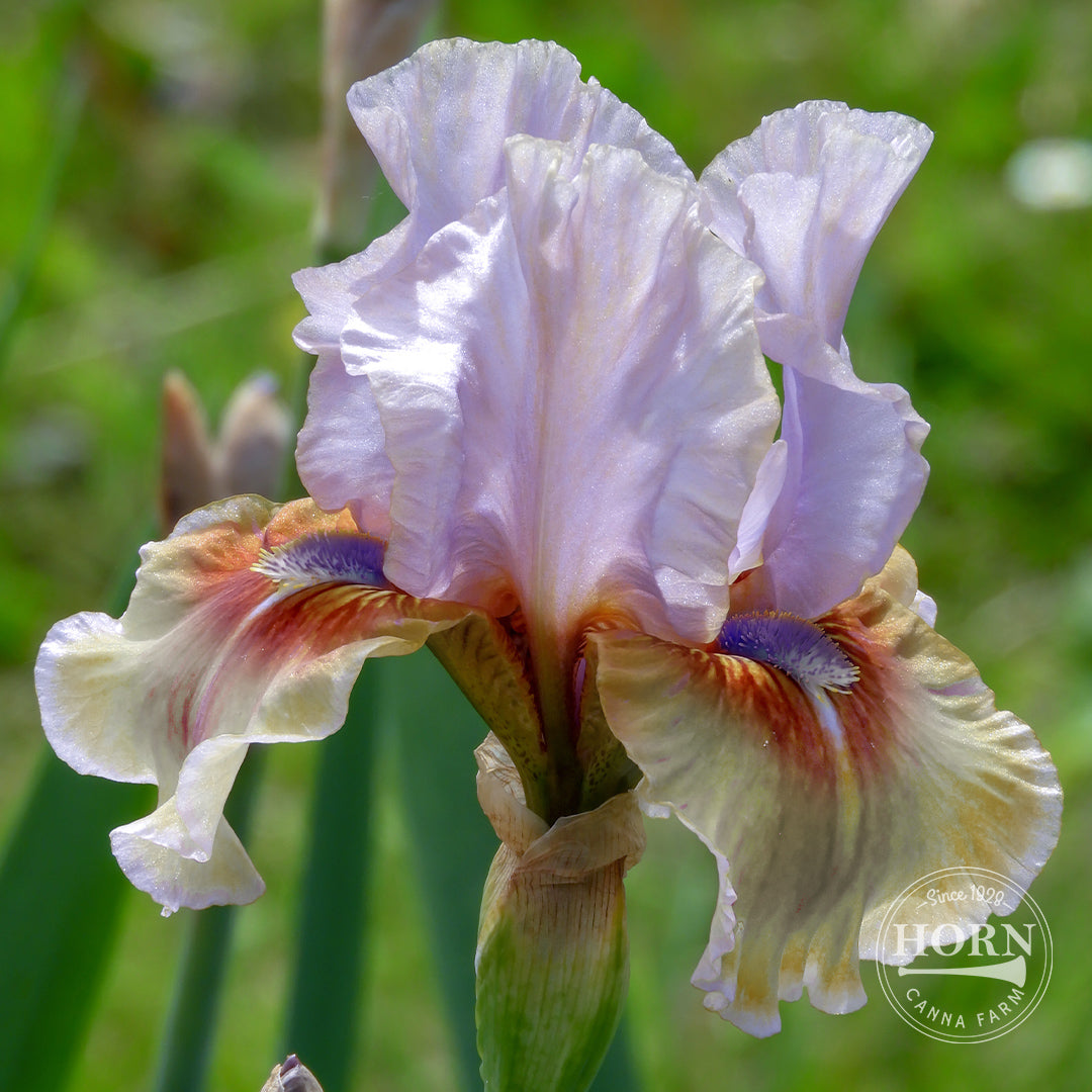 Lucky Dragon Reblooming Bearded Iris Flower Bulbs