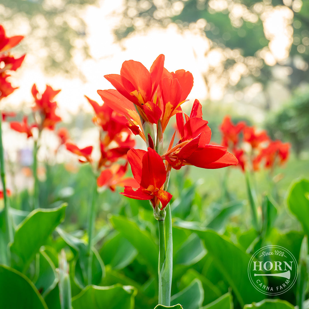 Ambassador Canna Flower Bulbs