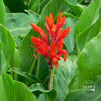 Ambassador Canna Flower Bulbs