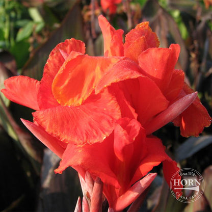Ambassador Canna Flower Bulbs