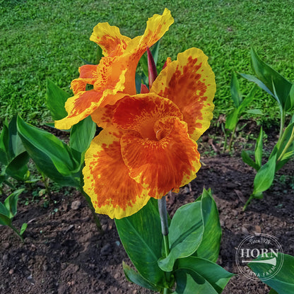 Color Clown Canna Flower Bulbs