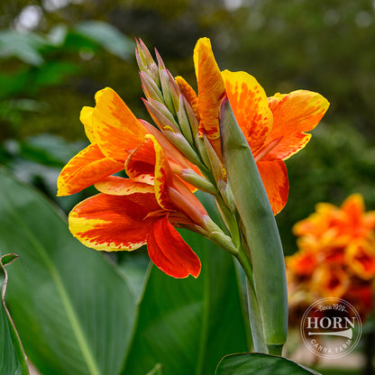 Color Clown Canna Flower Bulbs