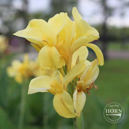 Eureka Canna Flower Bulbs
