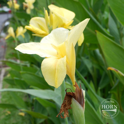 white canna lily bulbs for sale Eureka Bulk 25-Pack Canna Flower Bulbs