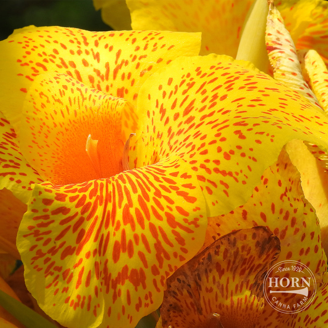 Florence Vaughan Bulk 50-Pack Canna Flower Bulbs