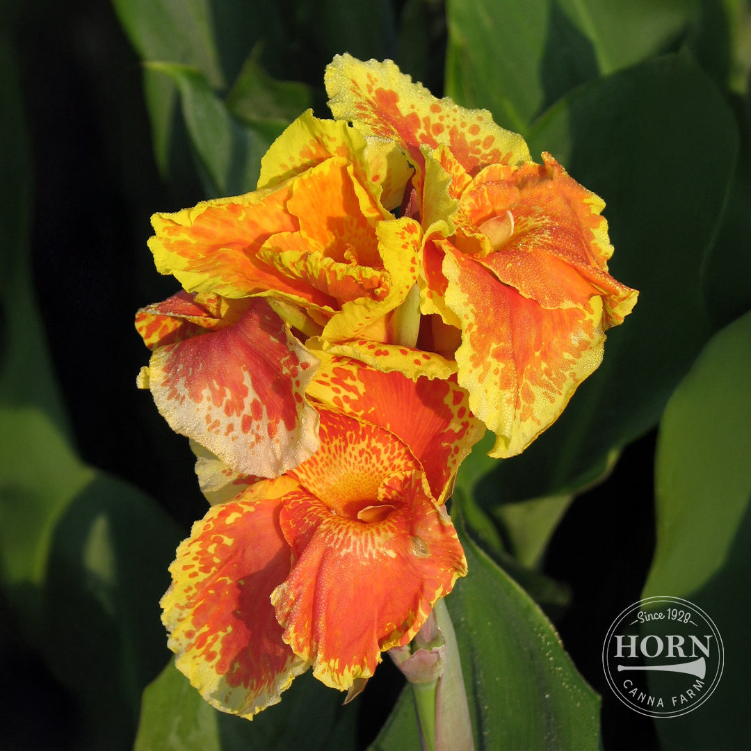 Florence Vaughan Bulk 25-Pack Canna Flower Bulbs