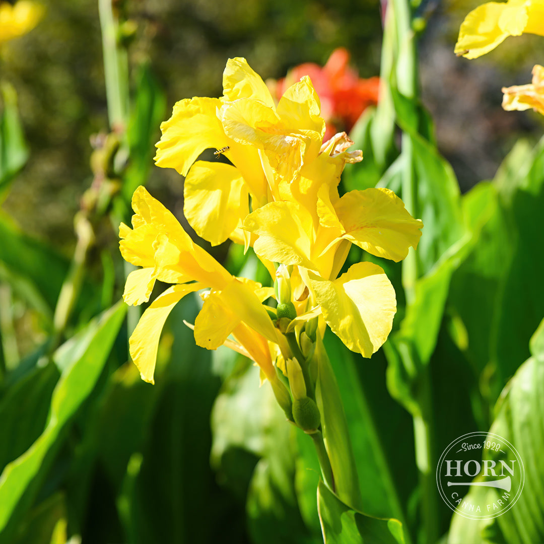 Harvest Yellow Bulk 50-Pack Canna Flower Bulbs