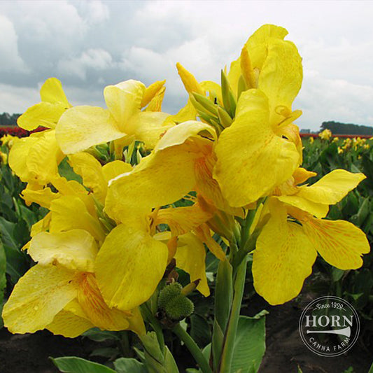 Harvest Yellow Canna Flower Bulbs