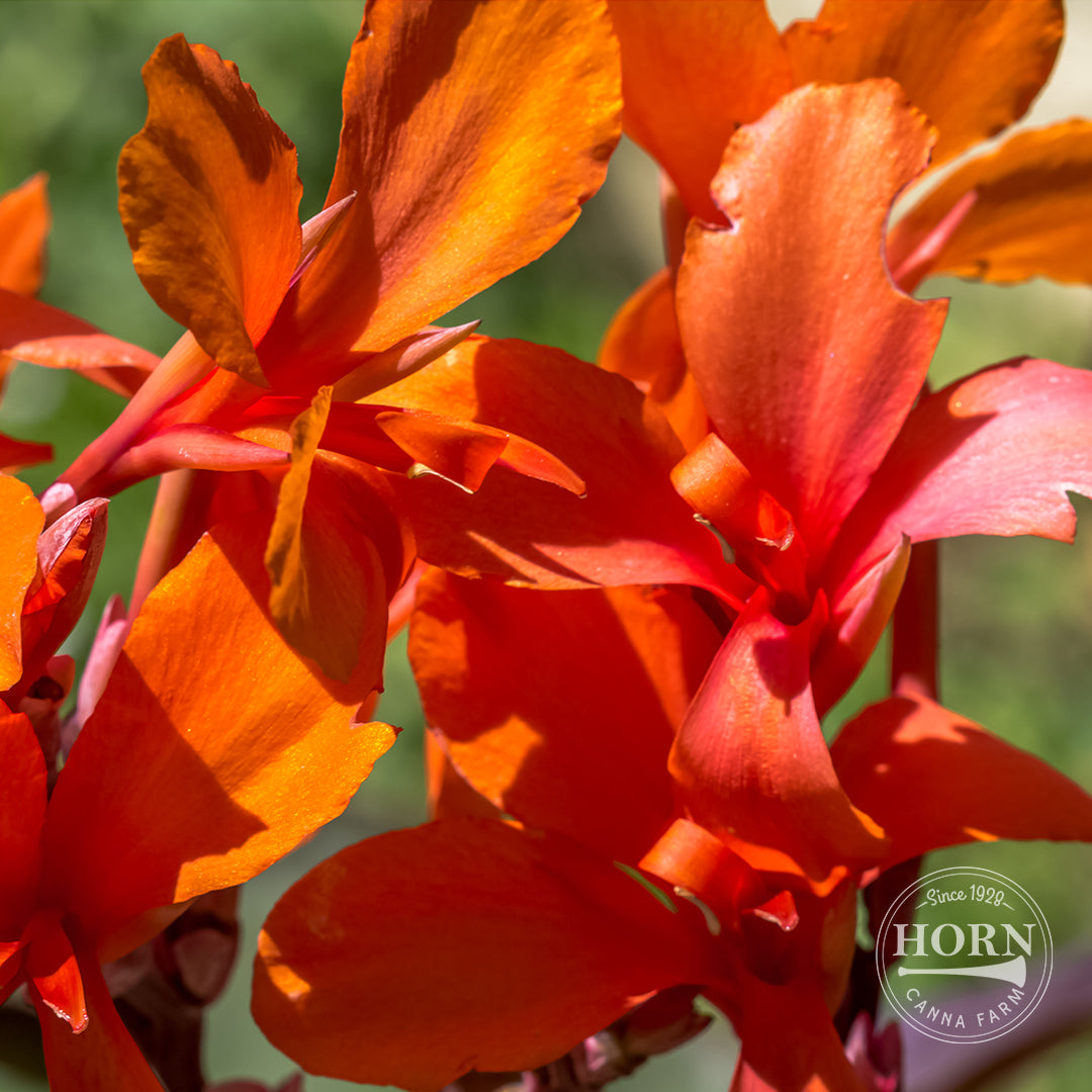 Intrigue Canna Flower Bulbs
