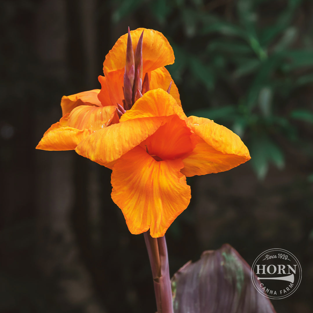 Intrigue Canna Flower Bulbs
