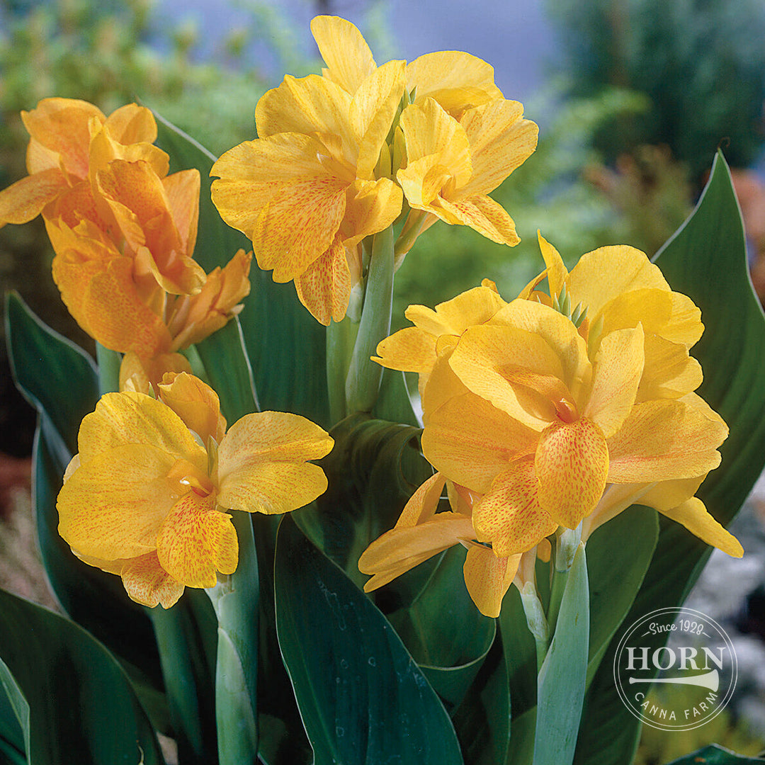 King City Gold Canna Flower Bulbs