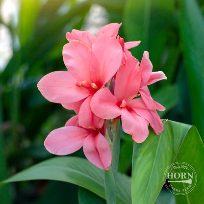 Miss Oklahoma Canna Flower Bulbs