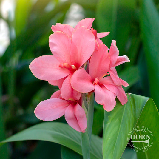 Miss Oklahoma Bulk 50-Pack Canna Flower Bulbs